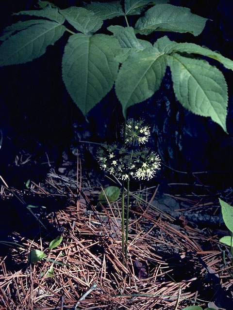 Aralia nudicaulis (Wild sarsaparilla) #10070