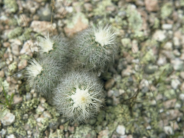 Echinocereus reichenbachii (Lace hedgehog cactus) #10117
