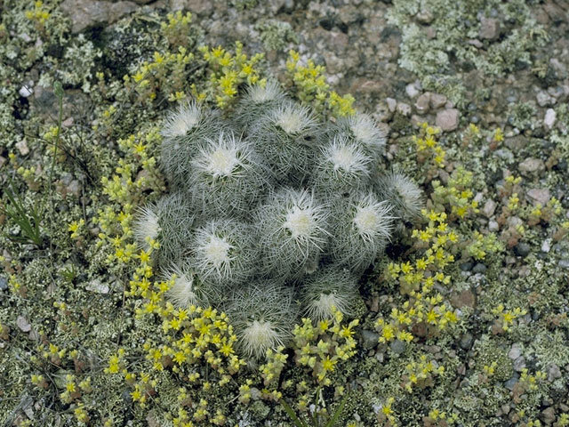 Echinocereus reichenbachii (Lace hedgehog cactus) #10118