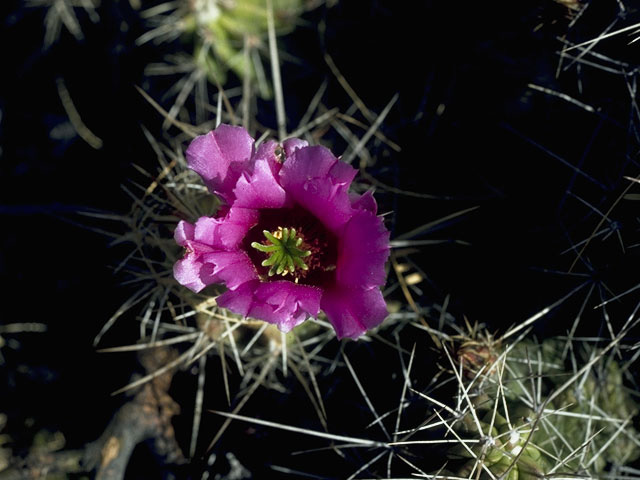 Echinocereus stramineus (Strawberry hedgehog cactus) #10122