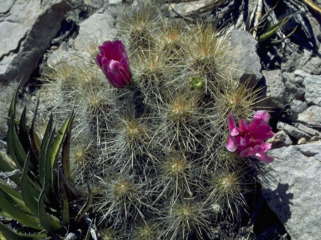 Echinocereus stramineus (Strawberry hedgehog cactus) #10123