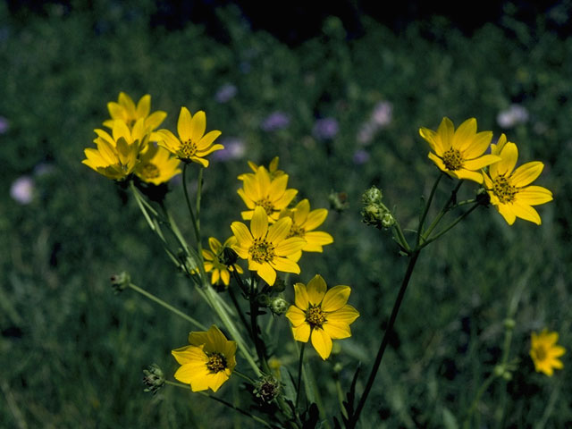 Engelmannia peristenia (Engelmann's daisy) #10134
