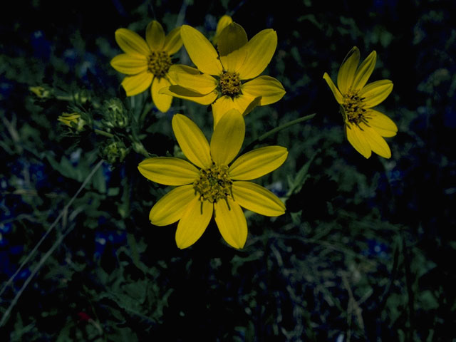Engelmannia peristenia (Engelmann's daisy) #10136