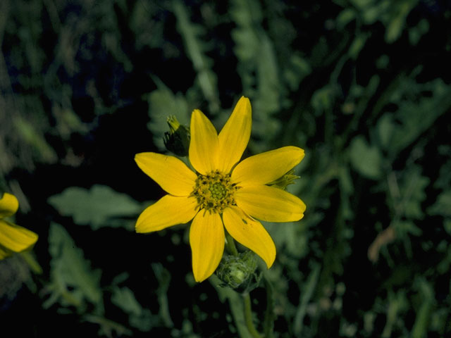 Engelmannia peristenia (Engelmann's daisy) #10137