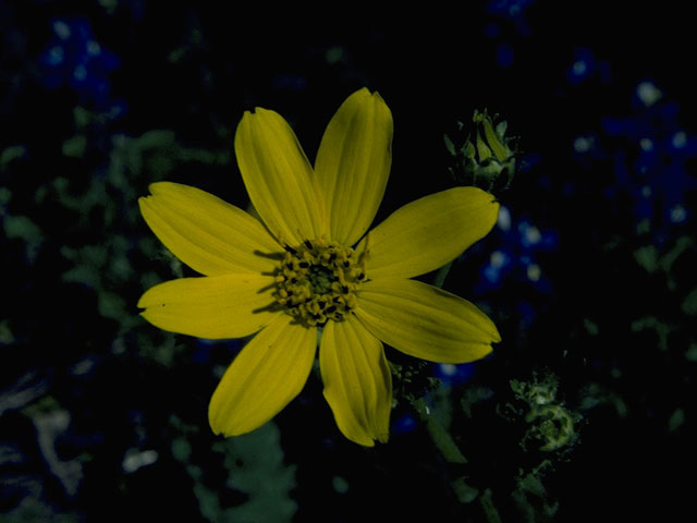 Engelmannia peristenia (Engelmann's daisy) #10138