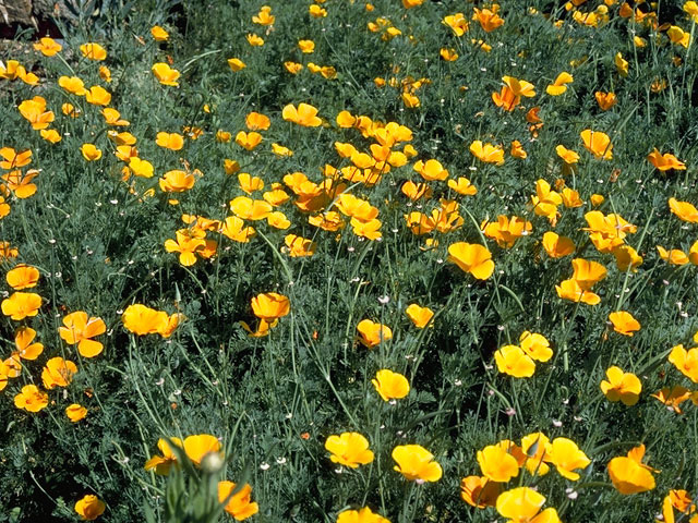 Eschscholzia californica (California poppy) #10184