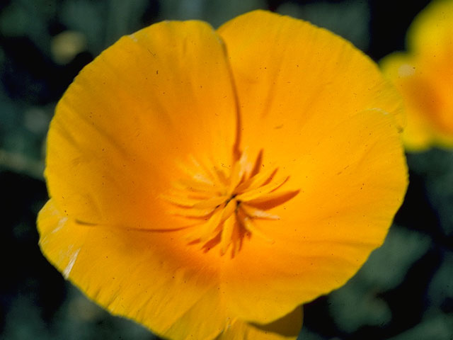 Eschscholzia californica (California poppy) #10186