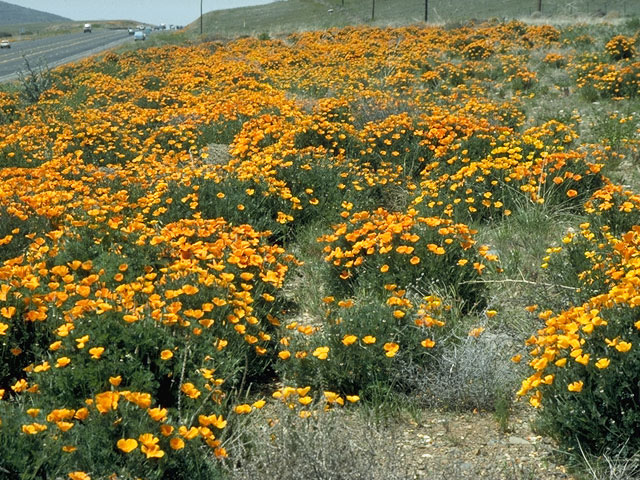 Eschscholzia californica ssp. californica (California poppy) #10187