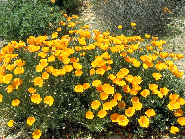 Eschscholzia californica ssp. californica (California poppy) #10188
