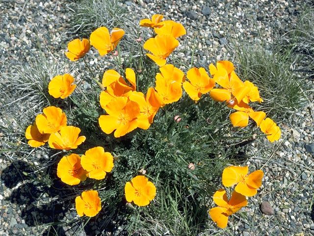 Eschscholzia californica ssp. californica (California poppy) #10189