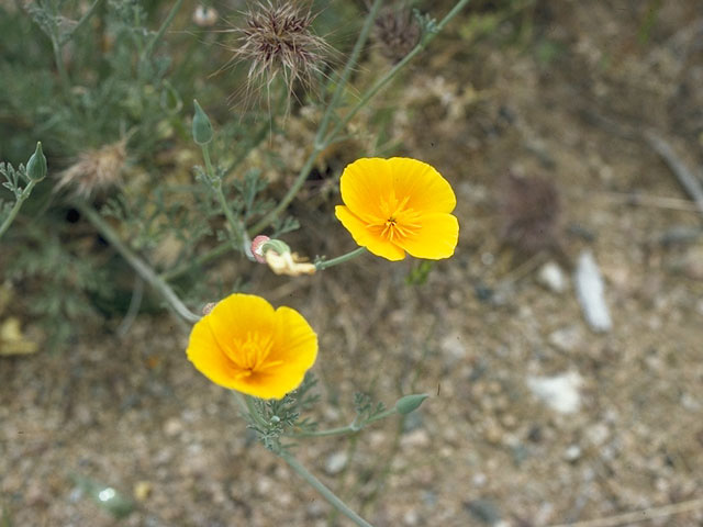 Eschscholzia californica ssp. californica (California poppy) #10190
