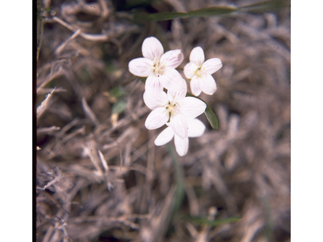 Claytonia lanceolata (Western spring beauty) #10191