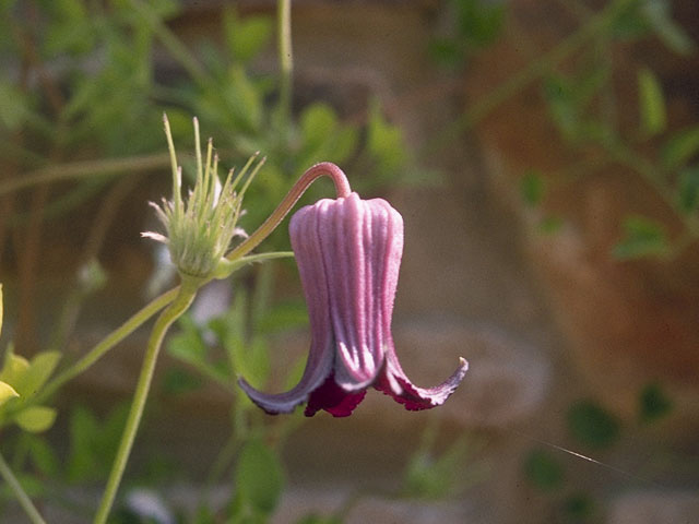 Clematis pitcheri (Purple leatherflower) #10199