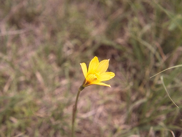 Habranthus tubispathus (Copper lily) #10220