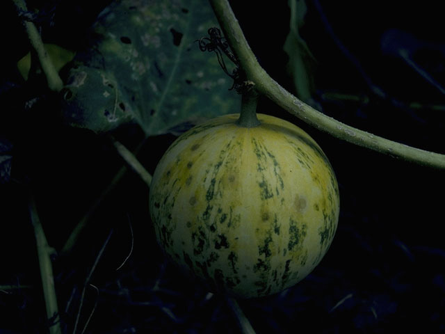 Cucurbita foetidissima (Stinking gourd) #10242