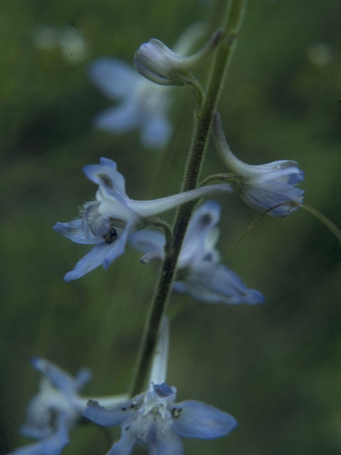 Delphinium carolinianum ssp. virescens (Carolina larkspur) #10272