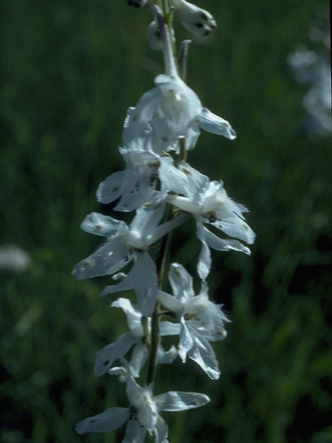 Delphinium carolinianum ssp. virescens (Carolina larkspur) #10273