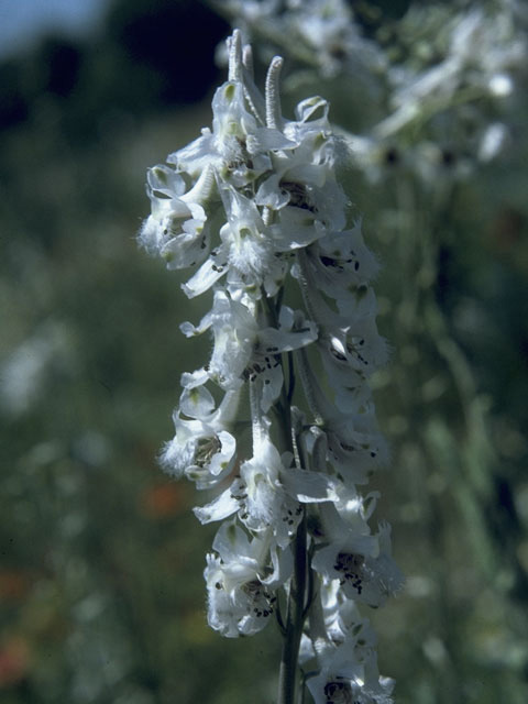 Delphinium carolinianum ssp. virescens (Carolina larkspur) #10275