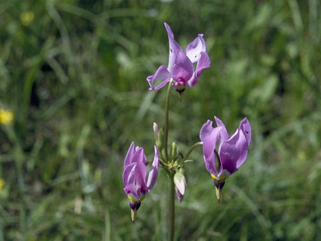Dodecatheon meadia (Eastern shooting star) #10293