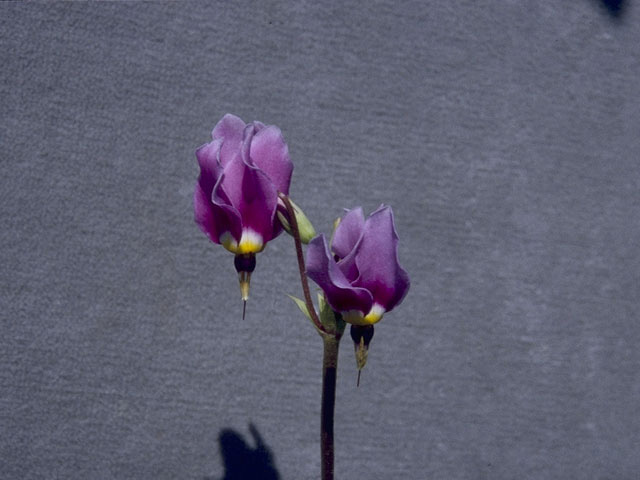 Dodecatheon meadia (Eastern shooting star) #10294