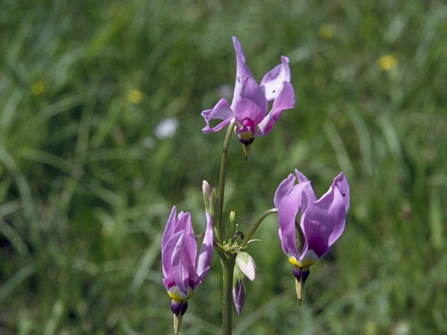 Dodecatheon meadia (Eastern shooting star) #10295