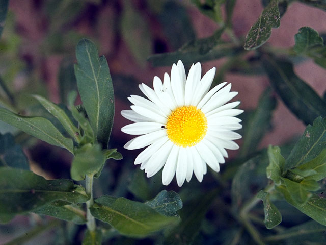 Aphanostephus skirrhobasis (Lazy daisy) #15487
