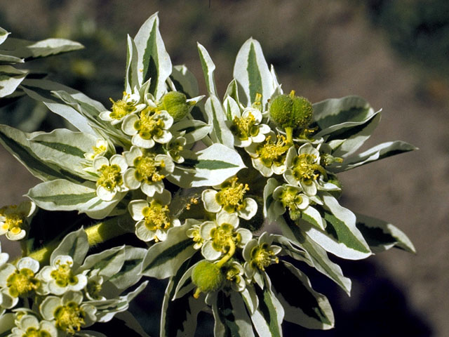 Euphorbia marginata (Snow on the mountain) #15504