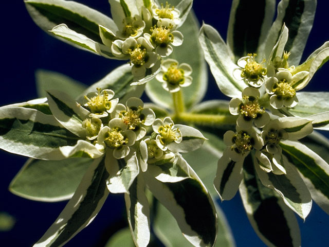 Euphorbia marginata (Snow on the mountain) #15505