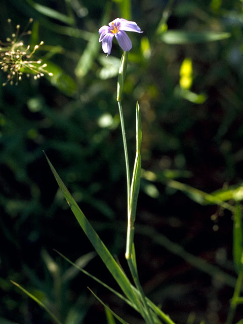 Sisyrinchium demissum (Stiff blue-eyed grass) #15527