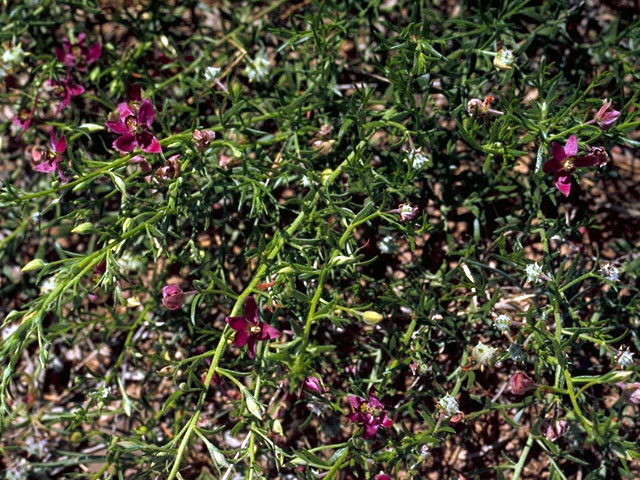 Krameria lanceolata (Trailing krameria) #15528