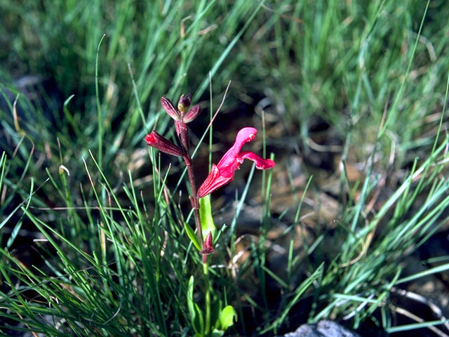 Salvia greggii (Autumn sage) #15535