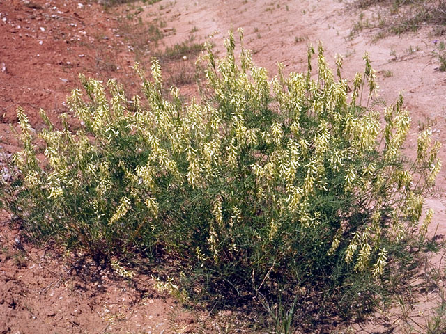 Astragalus racemosus (Cream milkvetch) #15542