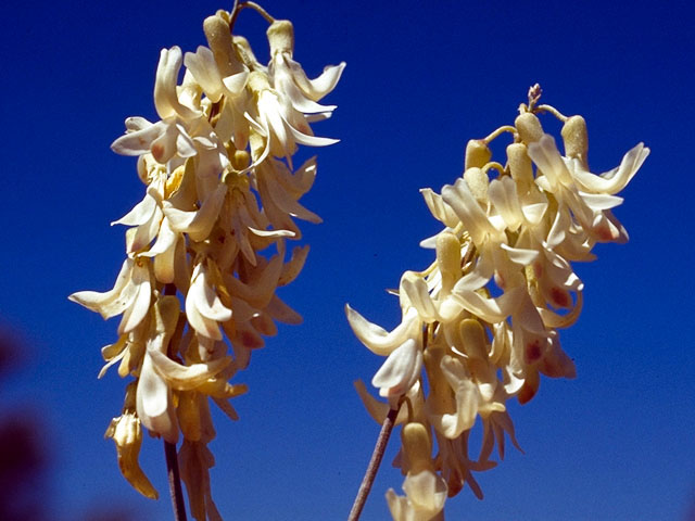 Astragalus racemosus (Cream milkvetch) #15546