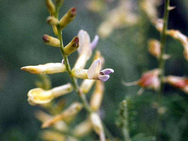 Astragalus albulus (Cibola milkvetch) #15586