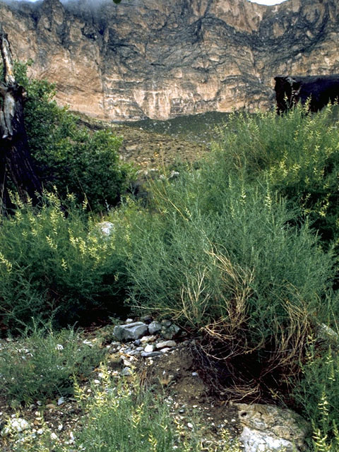 Astragalus albulus (Cibola milkvetch) #15596