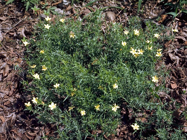 Menodora heterophylla (Low menodora) #15618