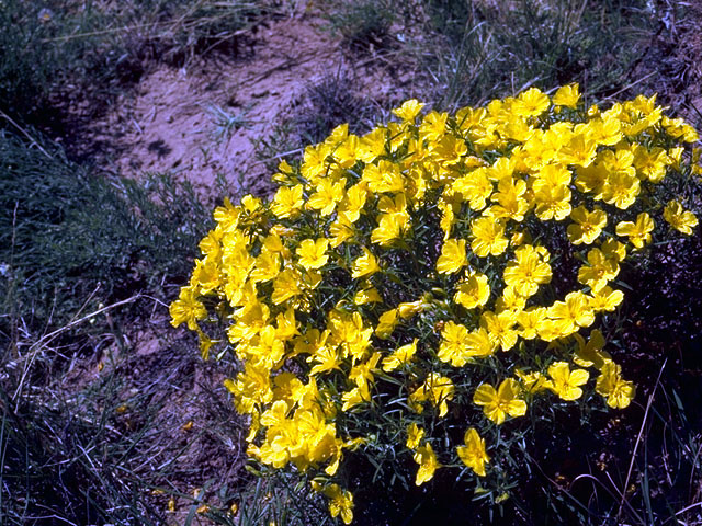 Calylophus serrulatus (Yellow sundrops) #15623