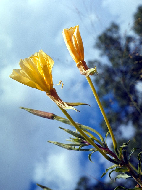 Oenothera jamesii (Trumpet evening-primrose) #15627
