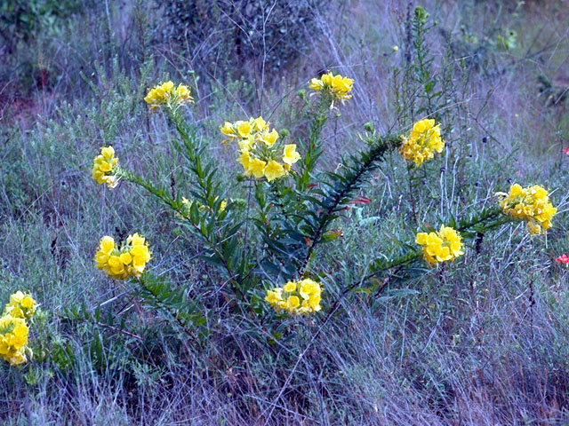 Oenothera rhombipetala (Fourpoint evening-primrose) #15631