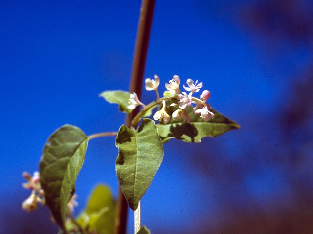 Rivina humilis (Pigeonberry) #15640