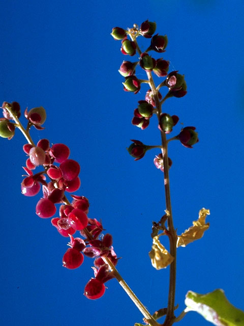 Rivina humilis (Pigeonberry) #15641