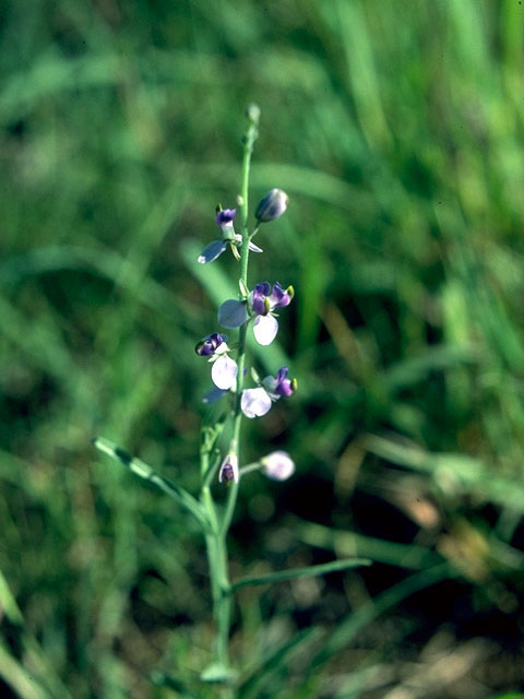 Polygala obscura (Velvetseed milkwort) #15649