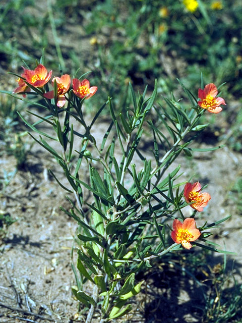 Phemeranthus aurantiacus (Orange flameflower) #15669