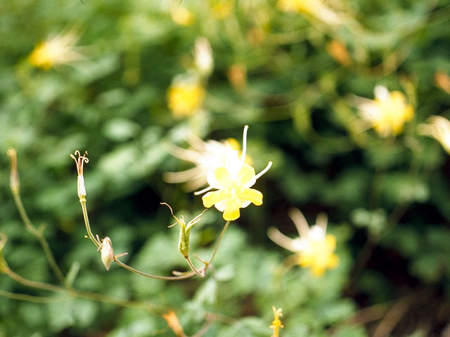 Aquilegia chrysantha var. chaplinei (Chaplin's yellow columbine) #15685