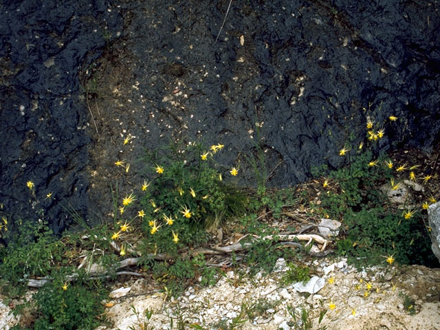 Aquilegia chrysantha var. chaplinei (Chaplin's yellow columbine) #15686