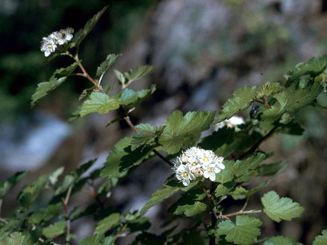 Physocarpus monogynus (Mountain ninebark) #15706