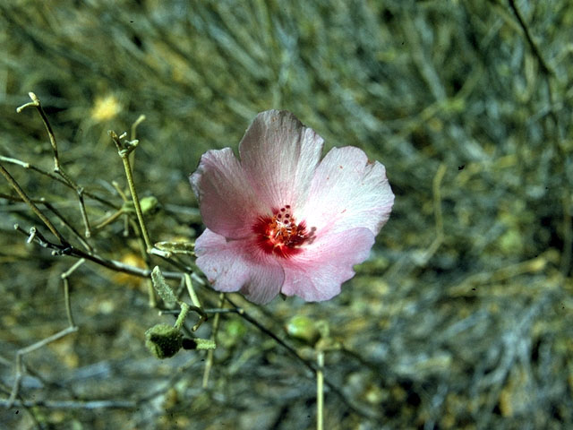 Hibiscus denudatus (Paleface) #15715