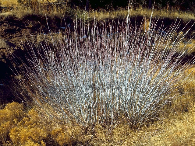 Salix irrorata (Dewystem willow) #15717