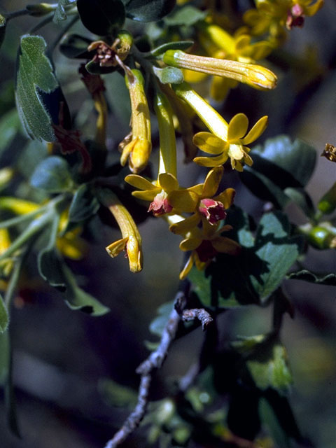 Ribes aureum var. villosum (Clove currant) #15721