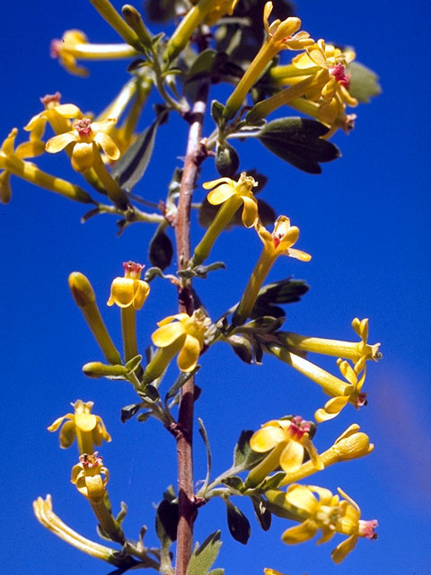 Ribes aureum var. villosum (Clove currant) #15722